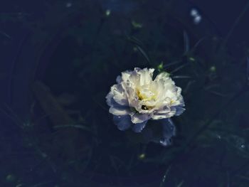 Close-up of white flower blooming outdoors