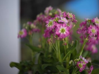 Close-up of pink flowering plant