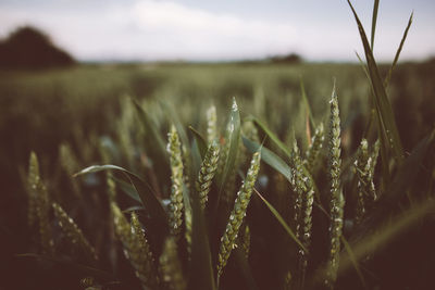 Close-up of wheat growing on field against sky