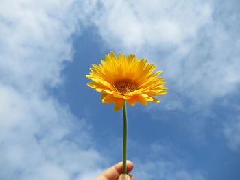 Close-up of hand holding yellow flower against sky