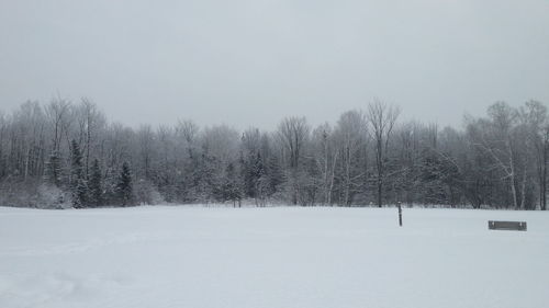 Trees on snow covered landscape