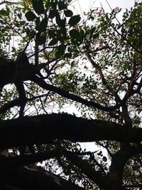 Low angle view of silhouette tree against sky