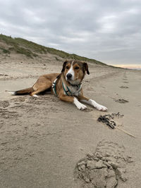 Portrait of dog relaxing on beach