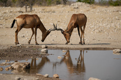 Side view of deer standing on field