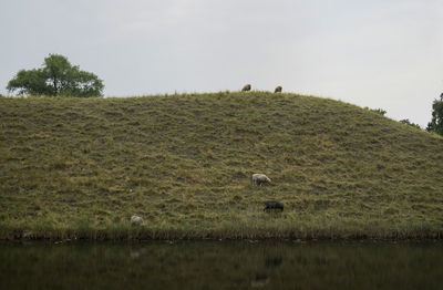 Scenic view of landscape against clear sky