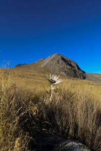 Scenic view of field against clear blue sky