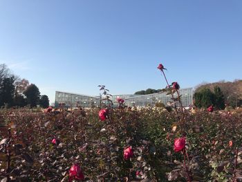 Flowers blooming against clear sky