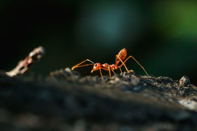 Red ant on the tree