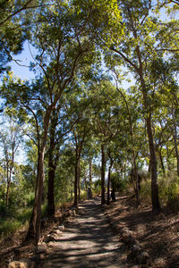 Road amidst trees in forest