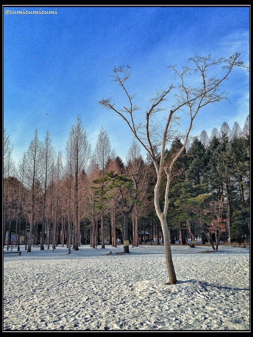 tree, transfer print, blue, bare tree, auto post production filter, sky, clear sky, sunlight, building exterior, nature, day, tranquil scene, tranquility, park - man made space, shadow, branch, landscape, built structure, incidental people, outdoors