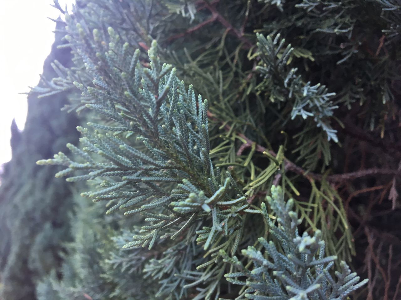 plant, tree, growth, close-up, green color, nature, leaf, winter, plant part, beauty in nature, day, pine tree, no people, cold temperature, focus on foreground, frozen, branch, selective focus, coniferous tree, needle - plant part, fir tree, outdoors, ice