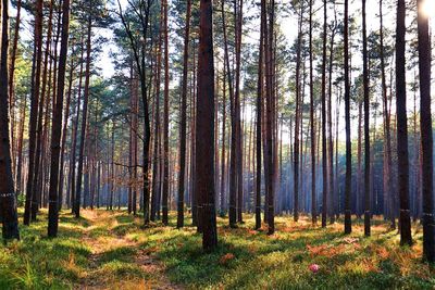 Trees in forest