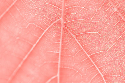 Macro shot of pink leaf