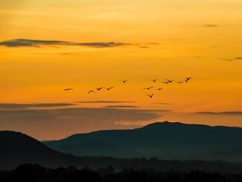 Silhouette birds flying in sky during sunset