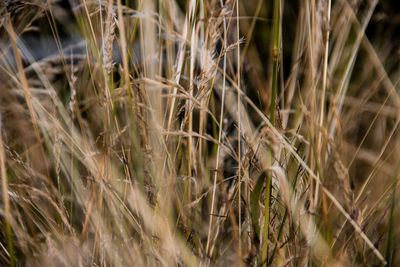 Close-up of wheat growing on field