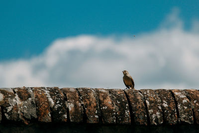 Bird perching on a wall