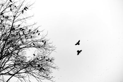 Low angle view of eagle flying against clear sky