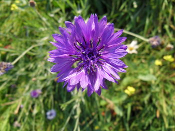 Close-up of purple flowers blooming