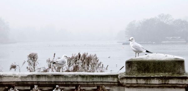 Birds perching on lake during winter