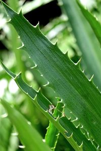 Close-up of plant