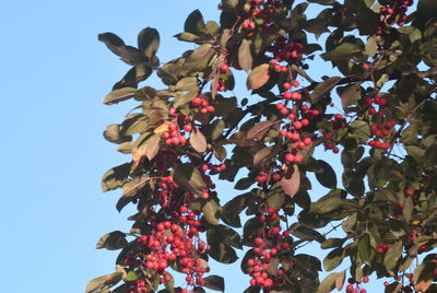 Low angle view of pink flowers against blue sky