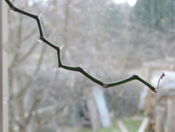 Close-up of wet twig during winter