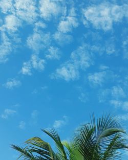 Low angle view of palm trees against blue sky