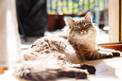 Portrait of cat relaxing outdoors