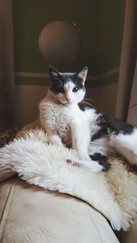 Portrait of white cat