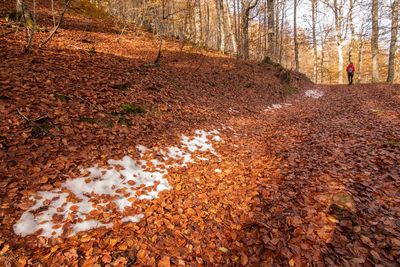 Shadow of person falling on dry leaves in forest