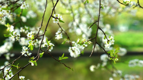 Close-up of tree branch