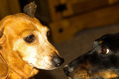 Close-up of dog looking away