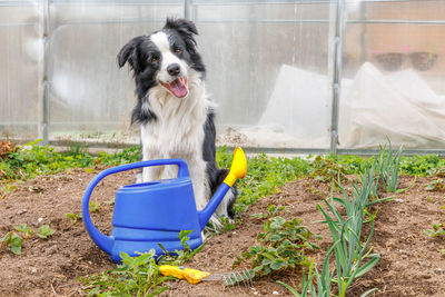 Dog border collie with watering can on garden background. gardening and agriculture concept