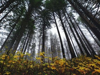 Somber. the feeling that best describes this. tall trees in oregon forests while rain,fog, and mist.