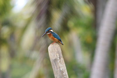 Close-up of bird perching on tree