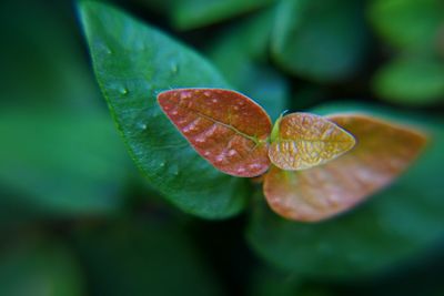 Close-up of leaf