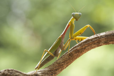 Close-up of insect on plant