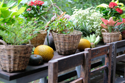 Fruits and potted plants in basket