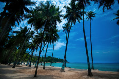 Palm trees on beach against sky