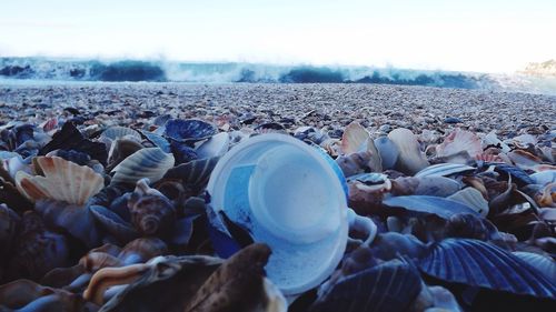 Seashells at beach against sky