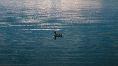 High angle view of bird swimming in lake