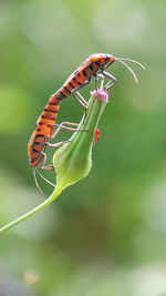 Close-up of butterfly pollinating on flower