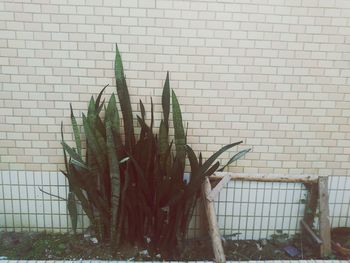 Plants against wall