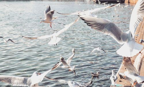 Seagulls flying over sea