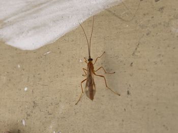 Close-up of spider on wall