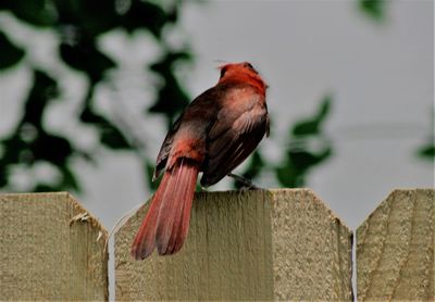 Close-up of bird perching outdoors