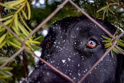 Close-up of black dog