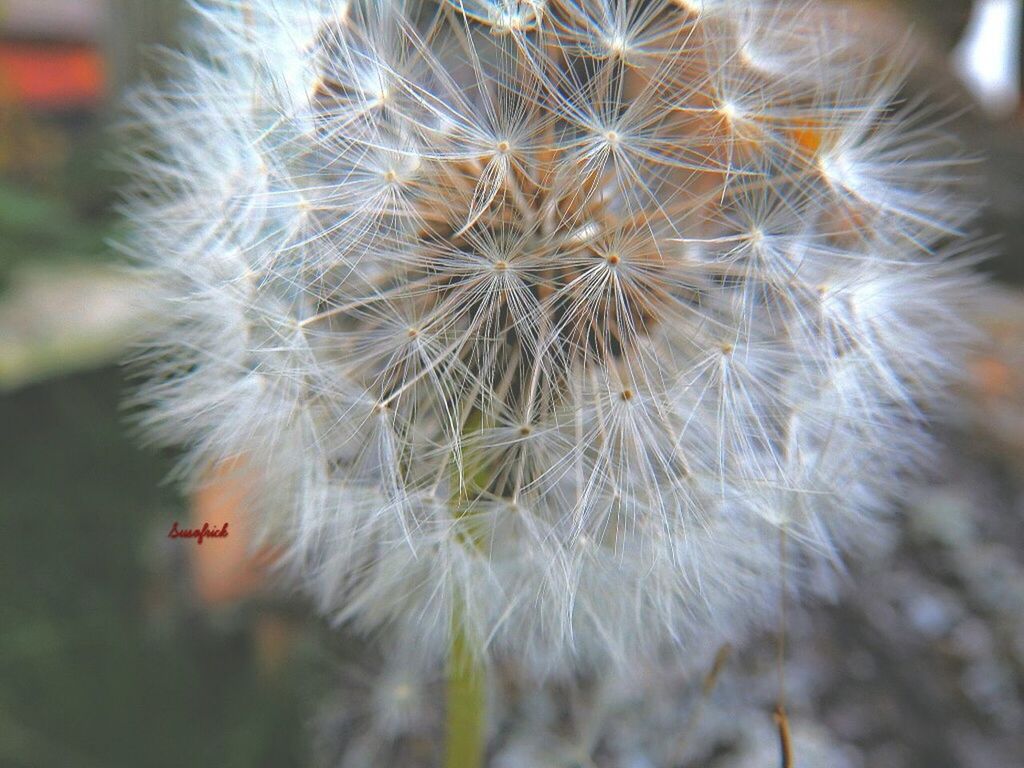 dandelion, close-up, fragility, flower, focus on foreground, growth, flower head, softness, freshness, nature, single flower, selective focus, dandelion seed, plant, beauty in nature, seed, day, outdoors, wildflower, no people