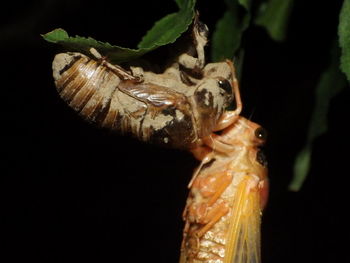 Close-up of insect against black background