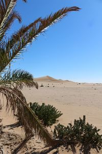 Palm tree in desert against sky